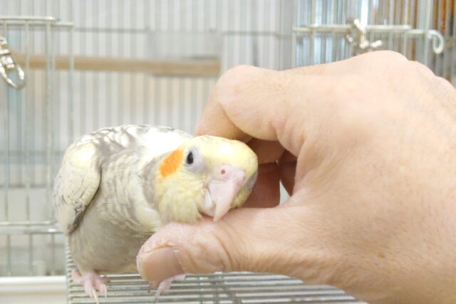 動画あり☆なれ度９６％(●´ω｀●)　満足度１２０％♫　オカメインコ　パールパイド～～