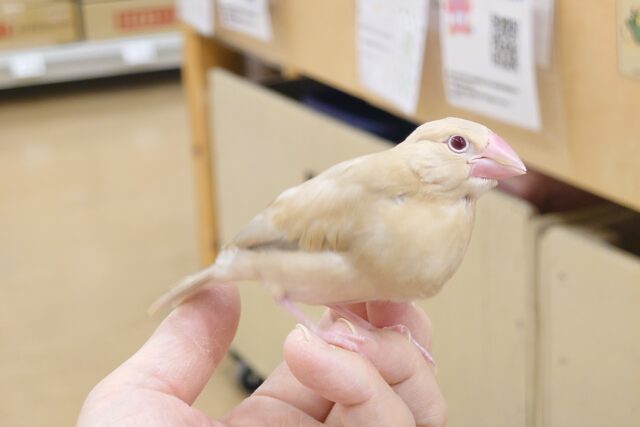 【最新画像更新🪄】かまって欲しいとき～鳴き方は「ｷｭﾙ、ｷｭﾙ―」　シナモン文鳥～～