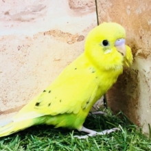 そのコその子の特徴がステキ♪　セキセイインコ