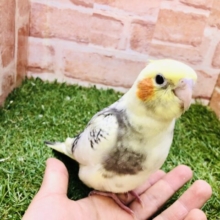 ムチムチ優等生📚　オカメインコ