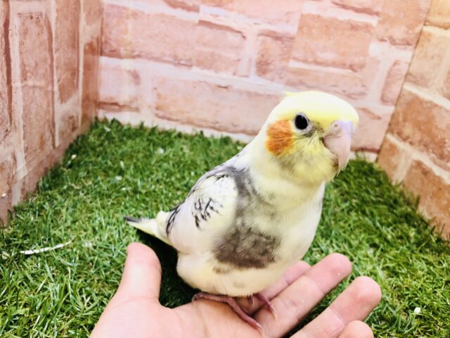 ムチムチ優等生📚　オカメインコ
