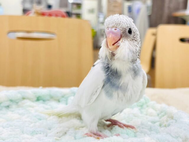 【最新画像・動画更新🪄】白多め！模様がチラ見え✨セキセイインコ（パイド）ヒナ