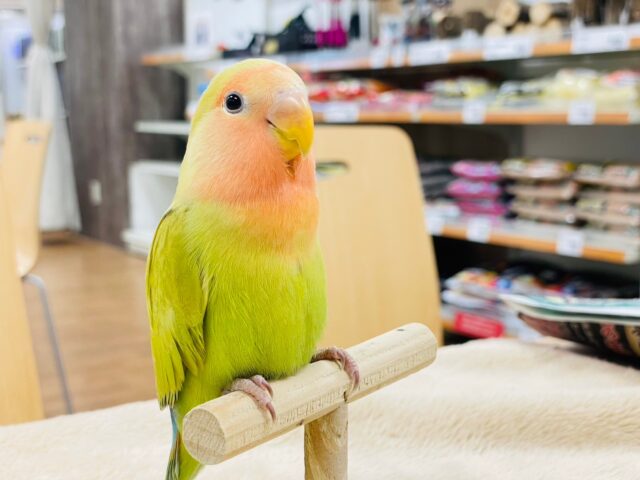 【最新動画更新🪄】ベビーフェイスが可愛い♡コザクラインコ（シナモン）ヒナ
