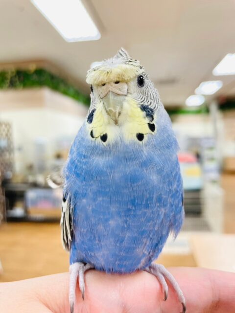 【最新画像・動画更新🪄】実はおっとり癒し系？🫧羽衣セキセイインコ(ノーマルカラー) ヒナ