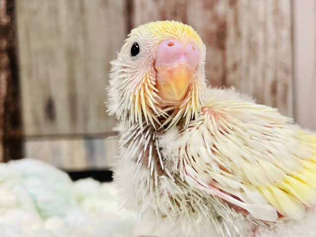 将来が楽しみ✨セキセイインコ（クリーム）ヒナ