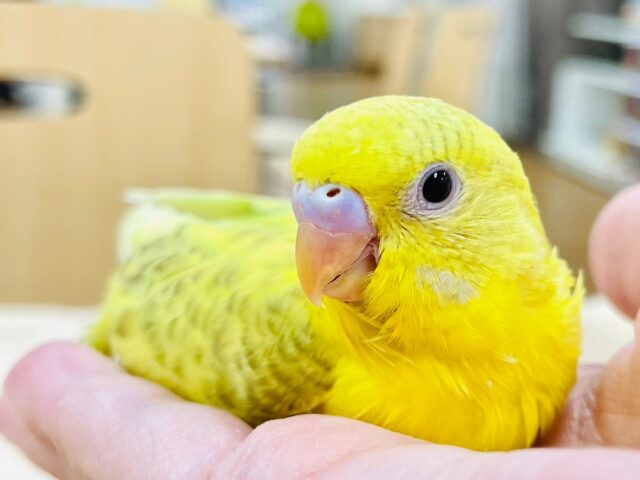 【最新動画更新🪄】模様が魅力的♡セキセイインコ（スパングル）ヒナ