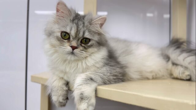 5/16最新📷ふわふわペルシャちゃん🤍2024年9月9日生まれ　女の子