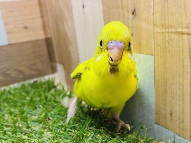 最新画像有り❗️どんな模様が出てくるか楽しみな子☺️セキセイインコのハルクイン！！