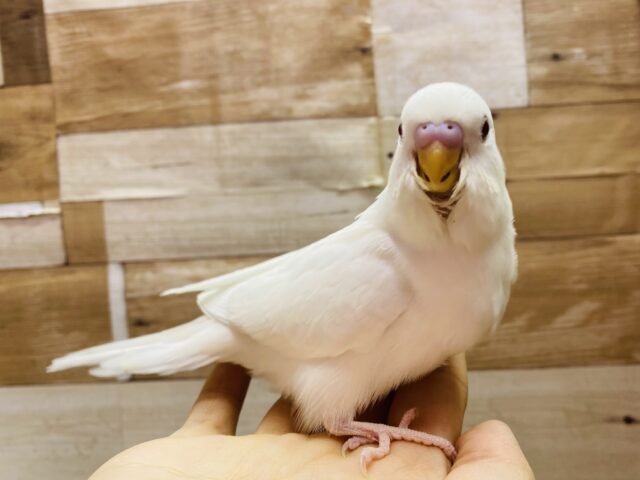 最新画像有ります🌟うっすらあお〜いボディが可愛いんですっ🩵セキセイインコのアルビノ！！