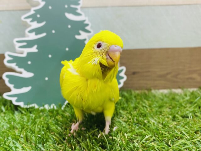 最新画像有ります🌟お顔周りのツクツクな羽が可愛いんですっ😍セキセイインコのルチノー！！