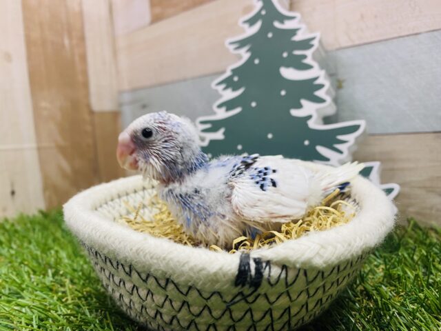 翼を開いてひこうき〜✈️✨アピール上手なセキセイインコパイドカラー💙