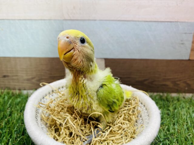 最新画像有ります❗️わたわたいっぱいキューティーこざッ❣️コザクラインコのオパーリンパイド！！