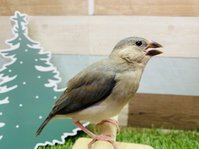 最新画像有ります🌟すずめじゃないよ〜アピール上手な桜文鳥🌸