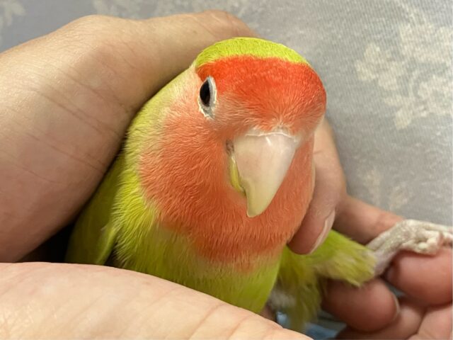 ✨️最新画像✨️爽快ジューシ〜スイカっち🎐🍉 コザクラインコ(シナモン/2023年10月生まれ)