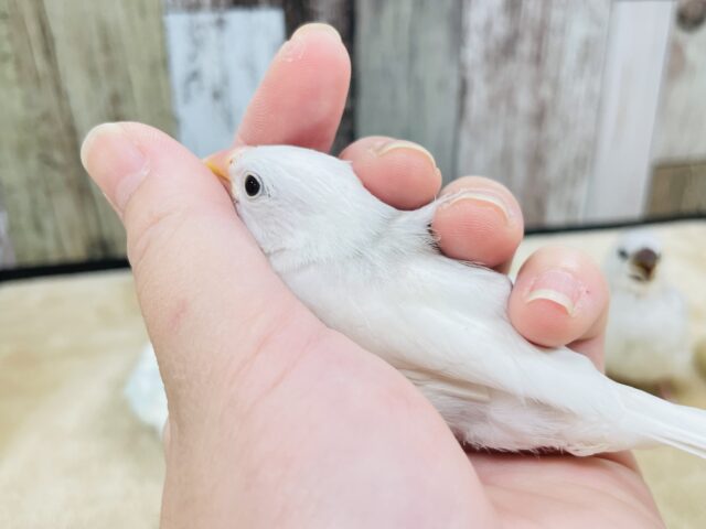 【最新画像更新🪄】裸ん坊だけど元気いっぱい🌟白文鳥　ヒナ