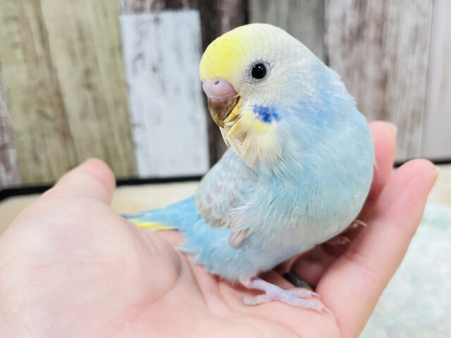 【最新画像更新🪄】優しげなお目目❤︎セキセイインコ （パステルレインボー）ヒナ