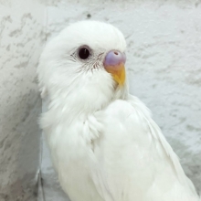 この子の可愛さ、気づいちゃった？🧚セキセイインコ(アルビノ) ヒナ