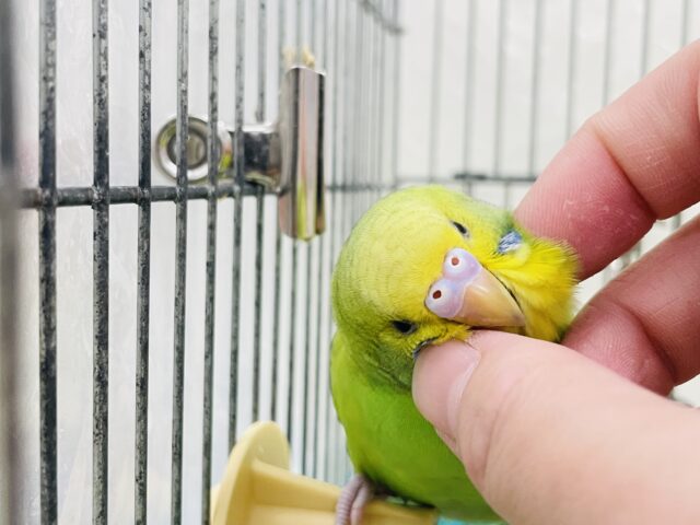 【最新動画更新🪄カゴデビューしました⭐︎】モデルポーズが得意♡セキセイインコ（スパングル）ヒナ