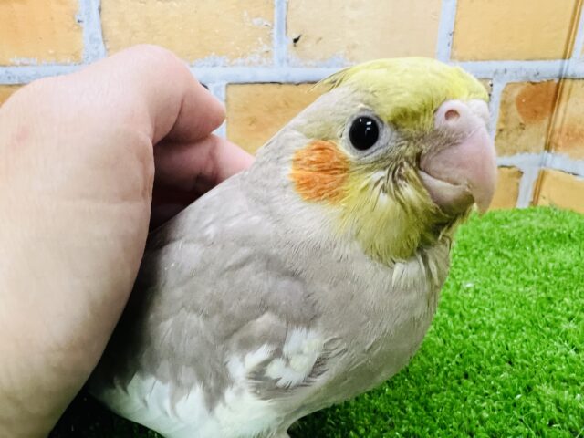 最新画像更新♥見た目も心も優しい?オカメインコのシナモン♡ 最新画像更新♥見た目も心も優しい?オカメインコのシナモン♡