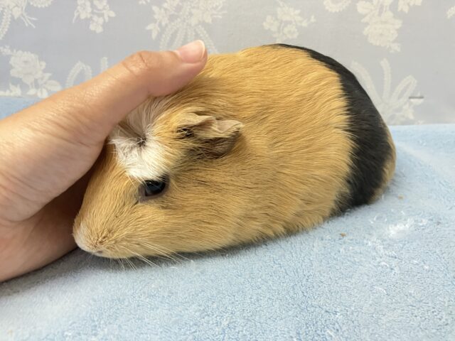 ✨️最新画像✨️カラメル増し増し🤭プリンチャン❣️🍮クレステッドモルモット  女の子 2024年6月生まれ