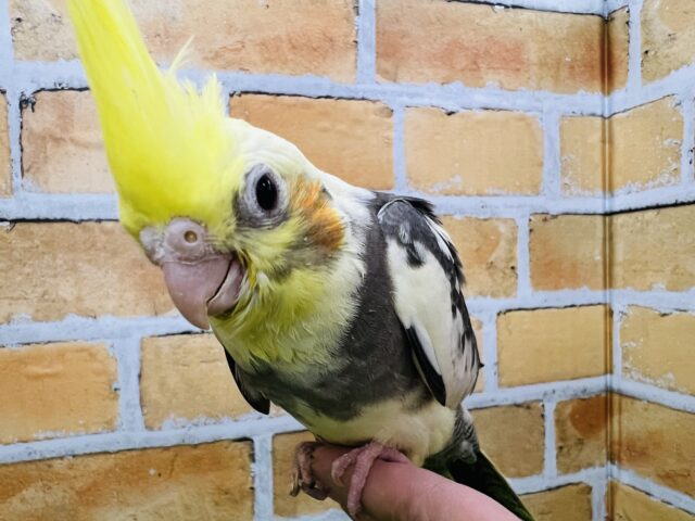 ①白黒ハッキリね！オカメインコのパイド〜☆