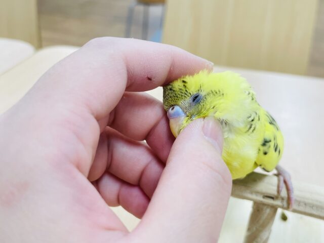 【最新動画更新🪄】わた毛たーっぷり♡♡セキセイインコ（ハルクイン）ヒナ