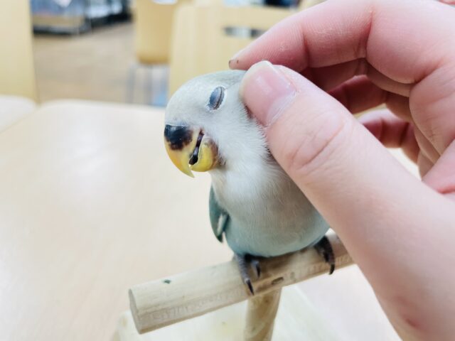 【最新動画更新🪄】てちてち歩くよ⭐︎コザクラインコ（ブルーチェリー）ヒ