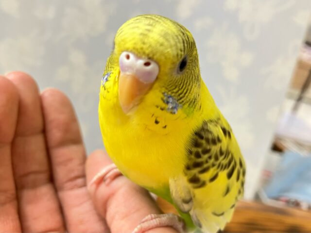 やんちゃガール★໒꒱その名はハルちゃん🤭💛🌼セキセイインコ(イエローハルクイン2027年7月生まれ)