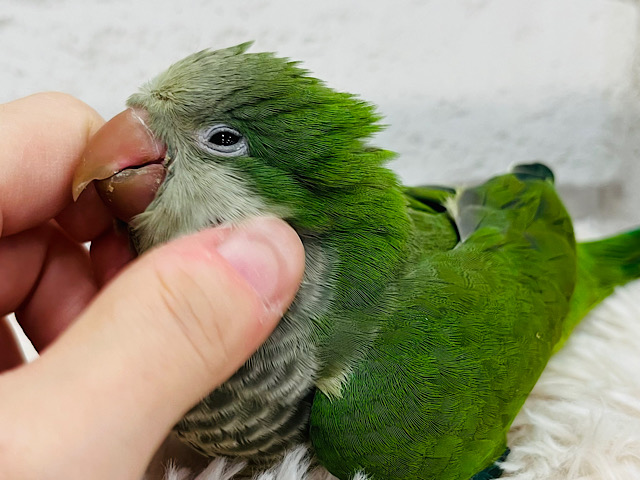 【最新画像・動画更新🪄ひとり餌になりました！】ワキワキ♬*°ノリノリオキナ💚オキナインコ(グリーン) ヒナ