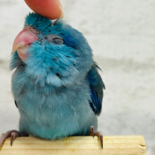 【最新画像更新🪄】青まめさん、甘々たっぷり～～☆　マメルリハインコ　ブルー～～