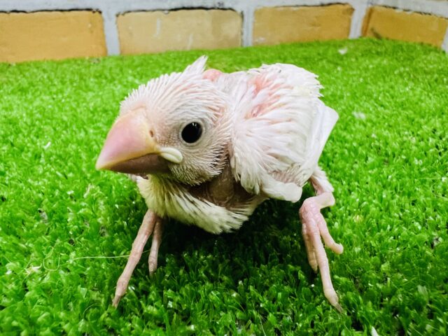 ピュア♡白文鳥のちびちびちゃん♡