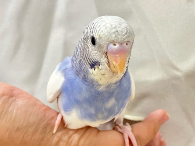 ✨最新画像✨純白な翼、ビューティフルっ🤍ྀི🪽セキセイインコ(パイド2024年10月生まれ)