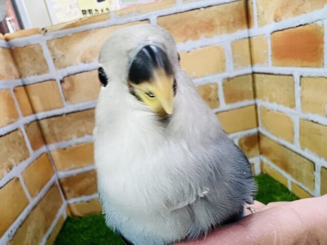 11/28画像更新☆ドキドキ♡宝石を隠し持っている小桜インコ（ブルーチェリー）