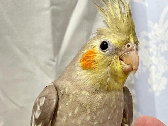 ✨最新画像✨ぐるっと注いで🌀💖ミルクティー🫖🫧 オカメインコ(シナモン2024年8月生まれ)