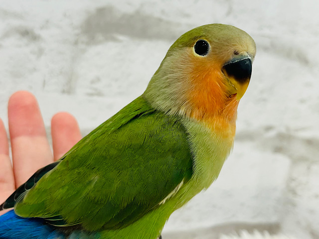 【最新画像・動画更新🪄】ほんわか系🫧コザクラインコ(ノーマル) ヒナ