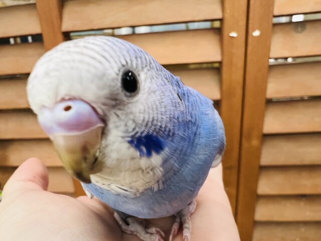 11/30更新☆ぷくもち♡青空カラー☆セキセイインコ(ブルースパングル) 11/30更新☆ぷくもち♡青空カラー☆セキセイインコ(ブルースパングル)