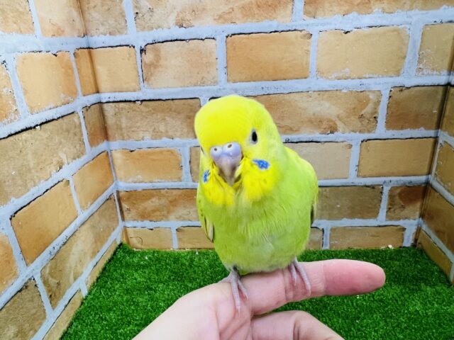11/30更新☆綺麗な若草カラー☆セキセイインコ（グリーンスパングル）