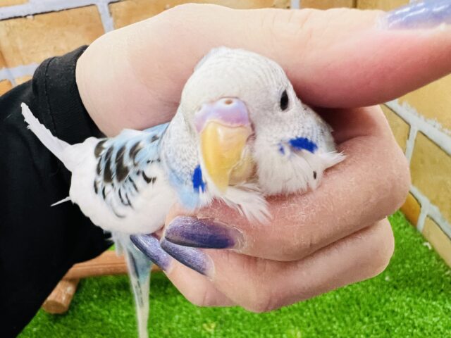 飛ぶって楽しい♪陽気なセキセイインコ(ブルーパイド) 飛ぶって楽しい♪陽気なセキセイインコ(ブルーパイド)
