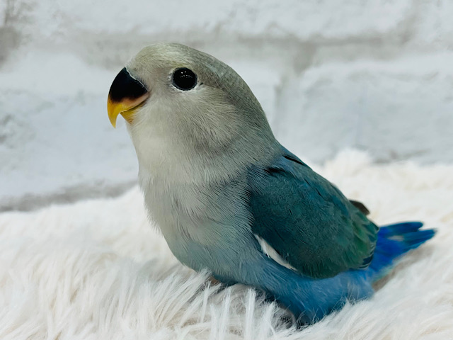 【最新画像更新🪄】ヒナヒナちゃん♡コロンっとしちゃう♡コザクラインコ(オパーリンブルーチェリー) ヒナ