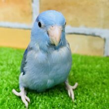 12/9更新☆綺麗なカラー💎マメルリハ(コバルト)❤