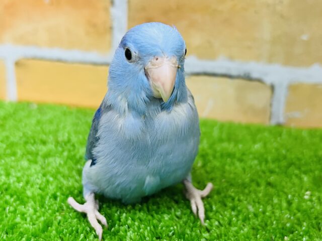 12/9更新☆綺麗なカラー💎マメルリハ(コバルト)❤