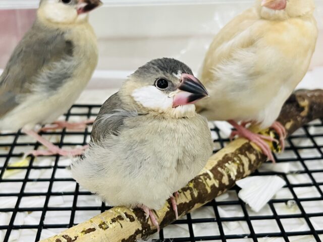 12/9更新☆ぱっちりお目目♡桜文鳥の雛〜♡