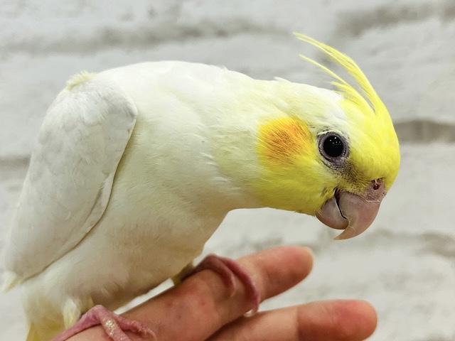 【最新画像・動画更新🪄もうすぐひとり餌‪☆】素敵な黄色い冠つけて👑✨オカメインコ(ルチノー) ヒナ