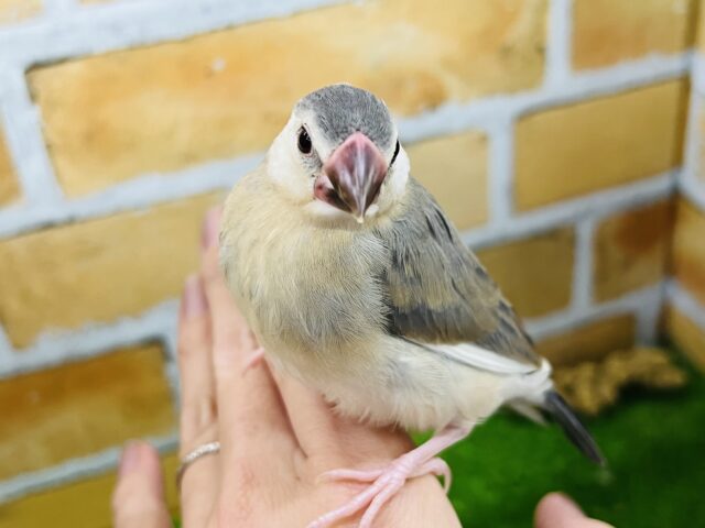 12/9更新ちょっと個性〜白多めな桜文鳥！