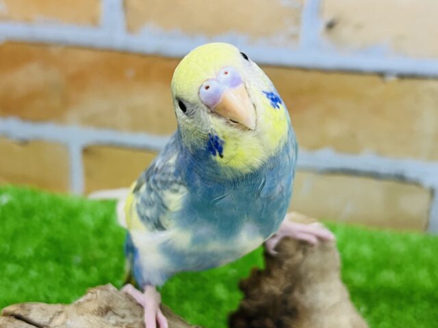 12/9更新☆可愛いパステルカラー！レインボーパイド！