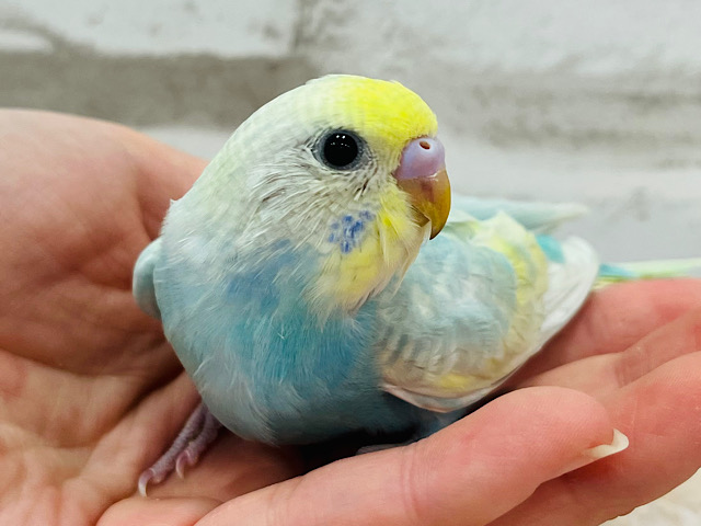 【最新画像更新🪄】ちょいたれ目ちゃん☆　こちらもたれ目になりそう。。。かもっ　セキセイインコ　パステルレインボー～～