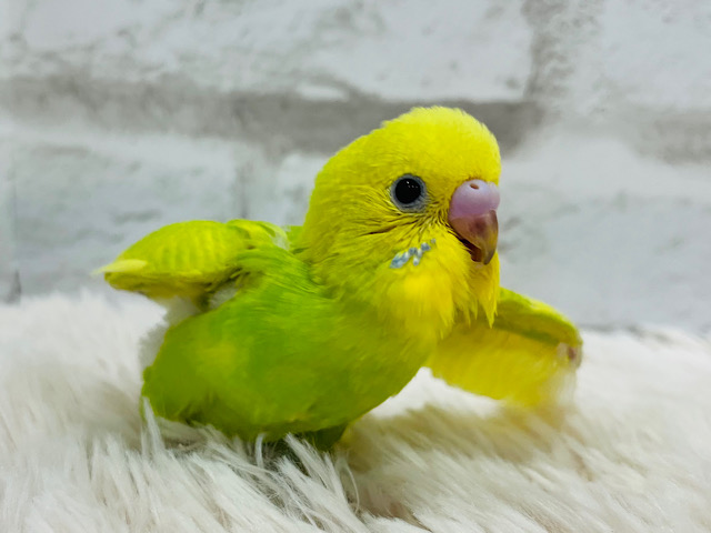 【最新画像更新🪄】ぽやぽやがーーポヨポヨで甘々ですっ☆　セキセイインコ　スパングル〜〜