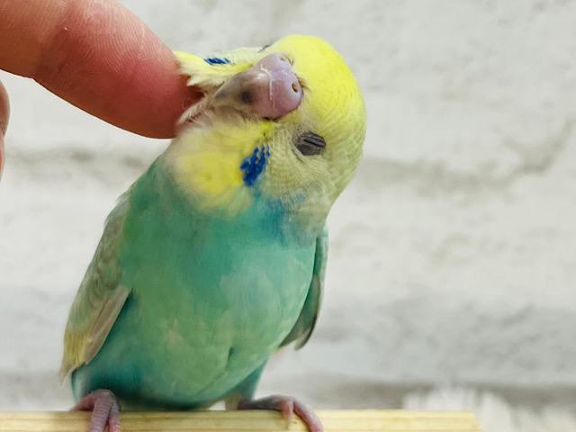 【最新画像更新🪄もうすぐひとり餌‪☆】　でっかい瞳のアツイ視線♩鳥こにしますっ　ごちゅうい　セキセイインコ　パステルカラーレインボー～～