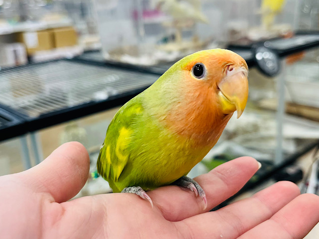 【最新画像更新🪄ひとり餌になりました！】ハッピーカラー💐✨コザクラインコ(タイガーチェリー) ヒナ