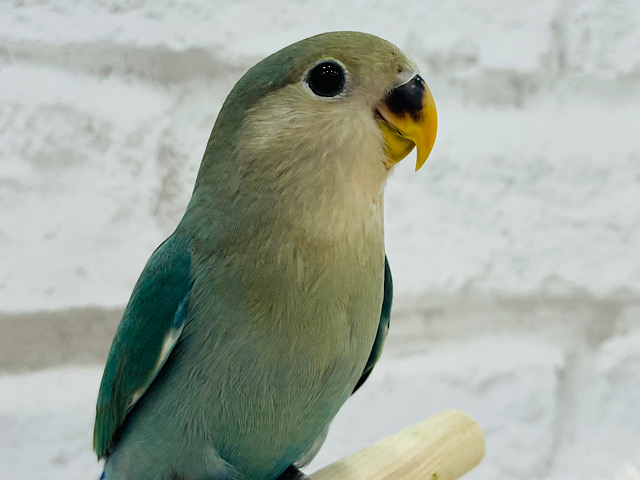 【最新画像更新🪄ひとり餌になりました！】まだまだたくさん甘えさせてね？🍼コザクラインコ(ブルーチェリー) ヒナ